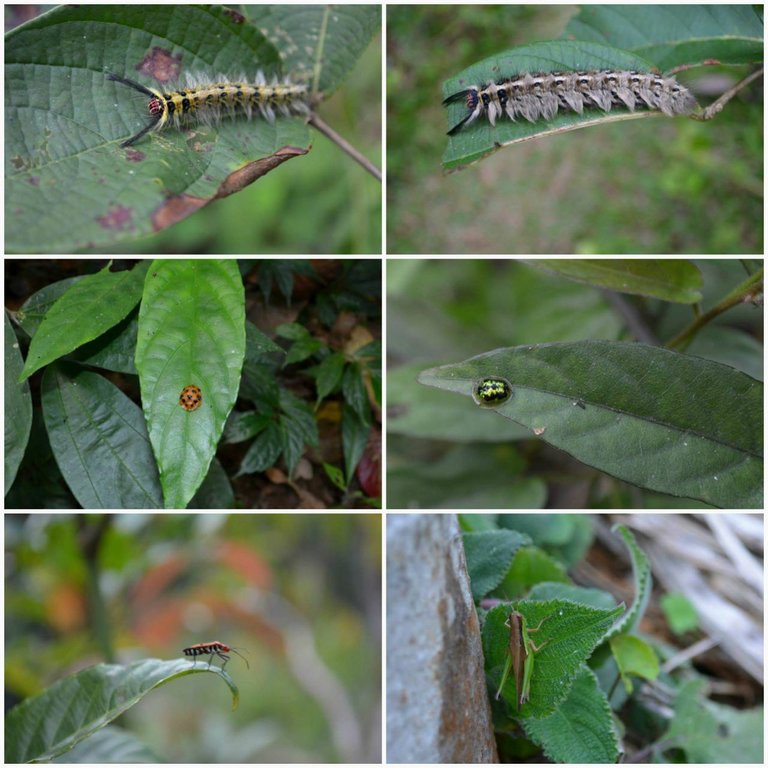 Agumbe Rainforest3.jpg