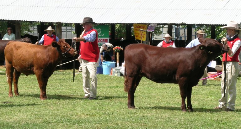 Red_Poll_heifers.JPG