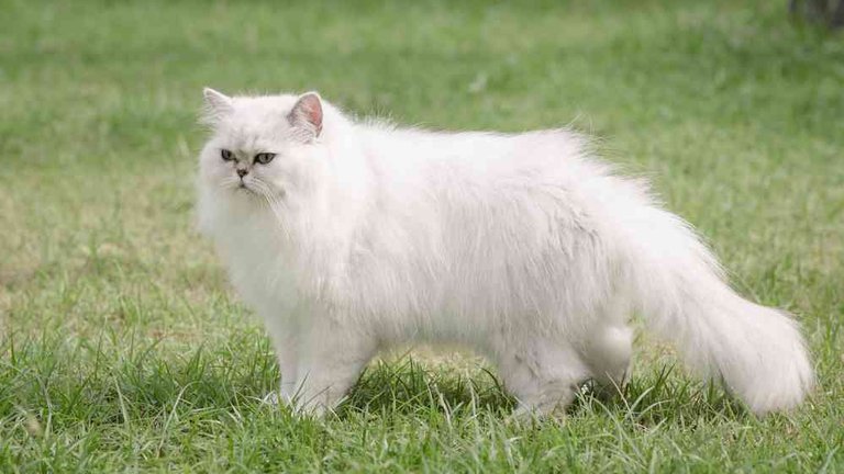 Best-Cat-Food-For-Persian-Cats.jpg