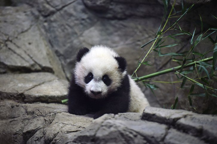 Wright-D.C-Panda-Obsession.jpg