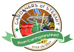 Gardeners-of-Steemit-mericanhomestead.png