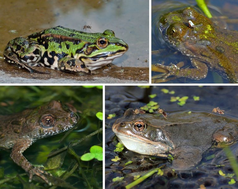 Amphibians_Bitten_By_Mosquitoes_Or_Biting_Midges.jpg