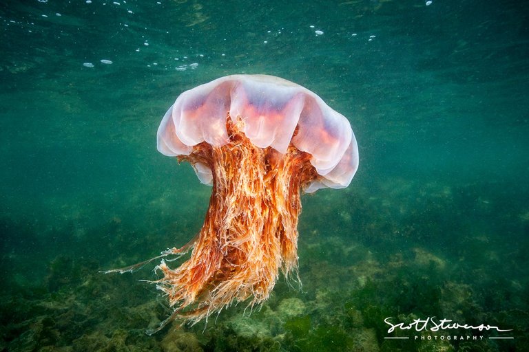 Lions Mane Jellyfish-1.jpg