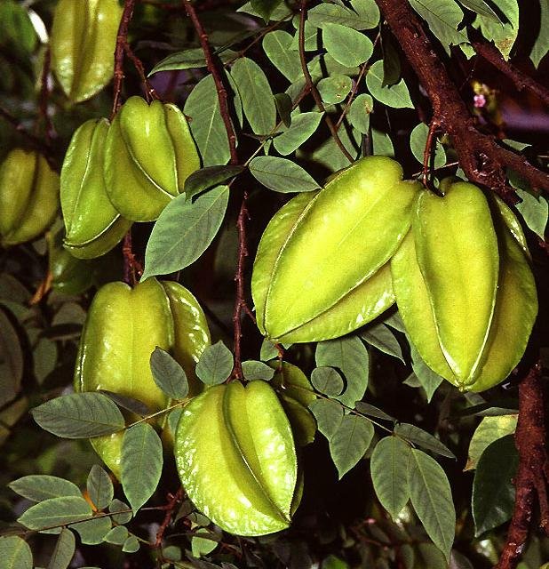 Averrhoa_carambola2.jpg