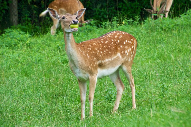 Deer eating apple.jpg