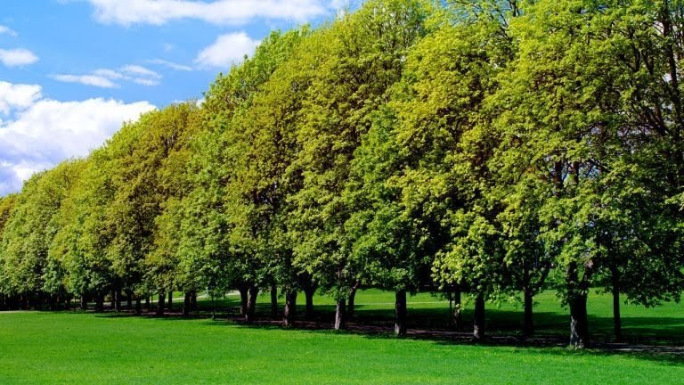 plants-and-tress.jpg