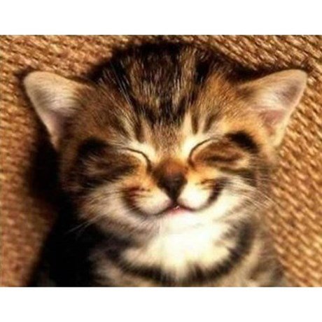 smiling_kitten_calendar_print.jpg