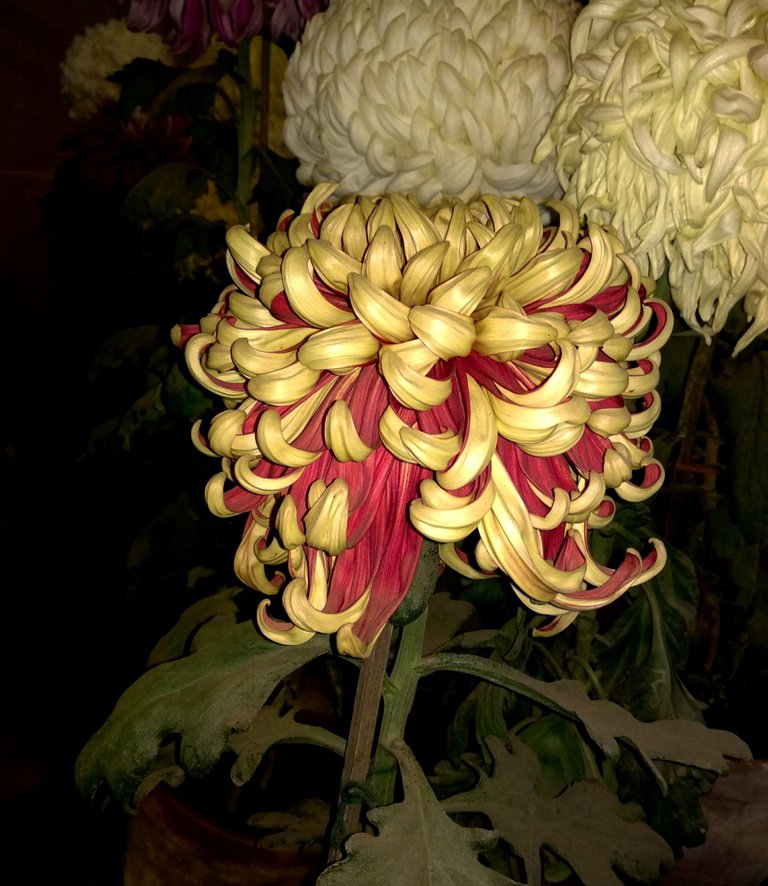 PicsArt_01-20-04.14.50.jpg