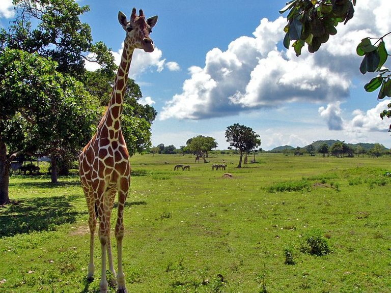 Calauit_Island_Safari_1.jpg