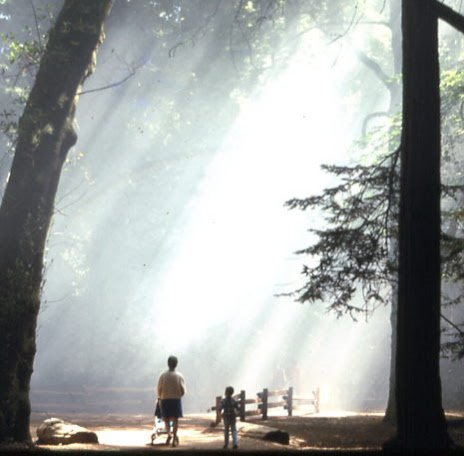 MuirWoods1968.jpg