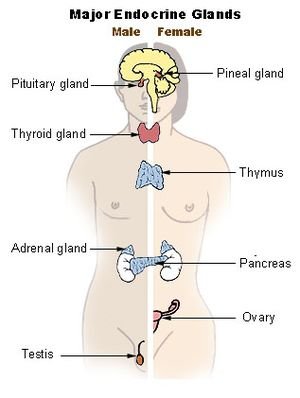 Illu_endocrine_system.jpg