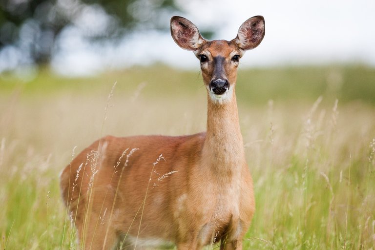 roe-deer-1367182_1920.jpg