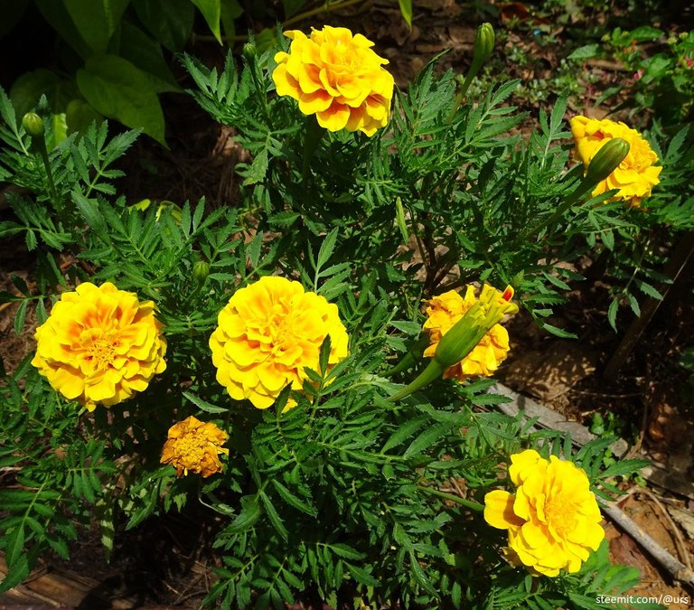 french marigold 2.jpg