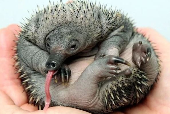 baby echidna.JPG