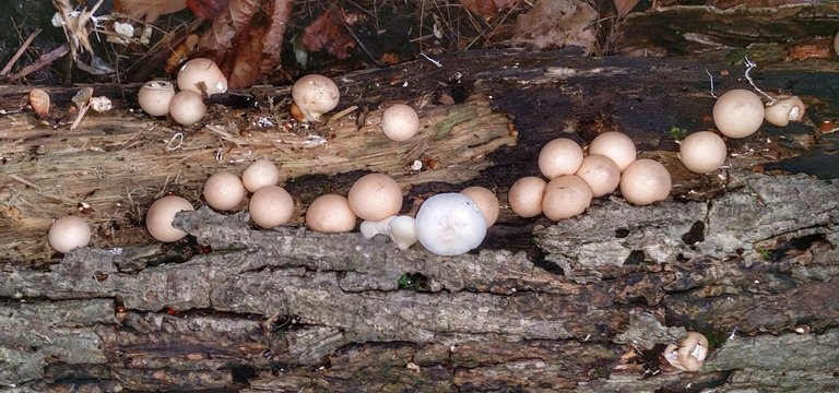 mushroom hunting16.jpeg