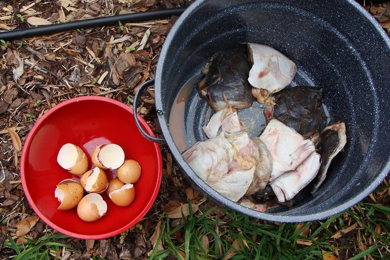 how-make-fertilizer-fish-eggshells-standard_88f82c6cdcb4cddeb7ce46e58ed6637d_860x574_q85.jpg