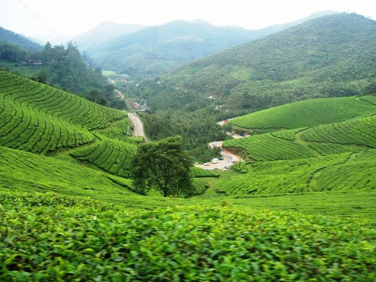 Tea-Plantations-devikulam.jpg