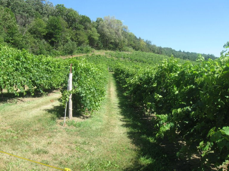 Wollersheim Winery 2015-08.JPG