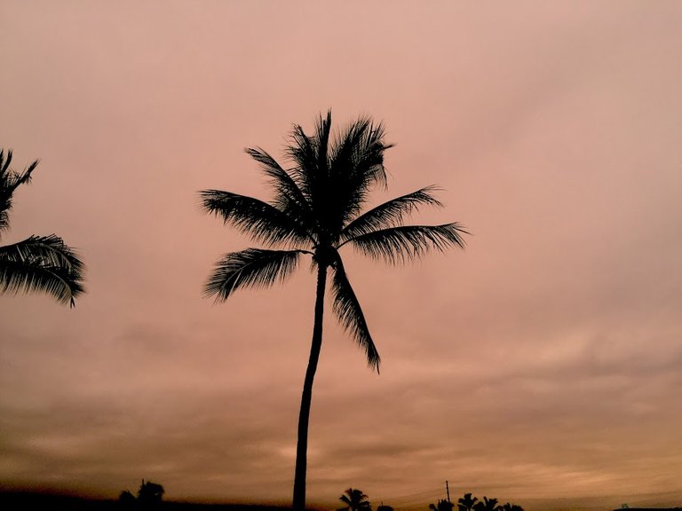 palm.JPG