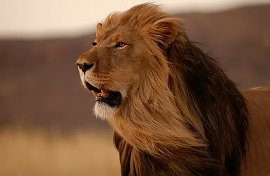 Lion-10312.jpg