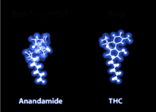thc anadamide.png
