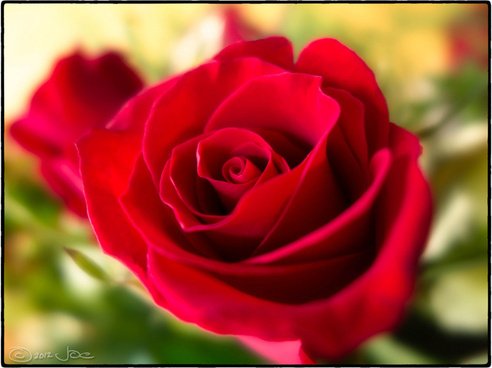 red_rose_516752.jpg