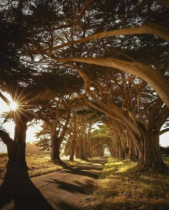 Un túnel de árboles en Cypress, California.jpg