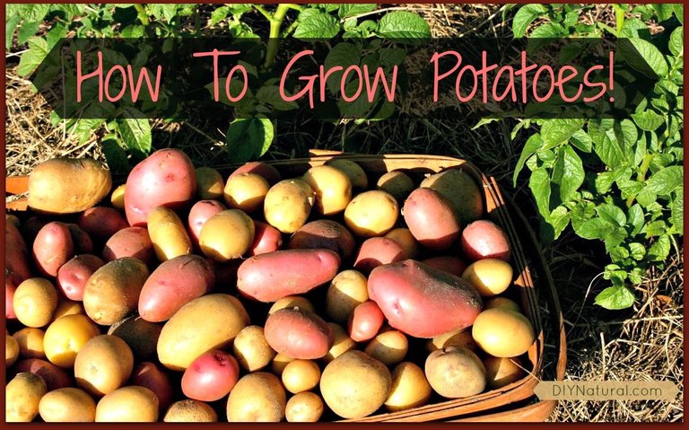 How-To-Grow-Potatoes.jpg