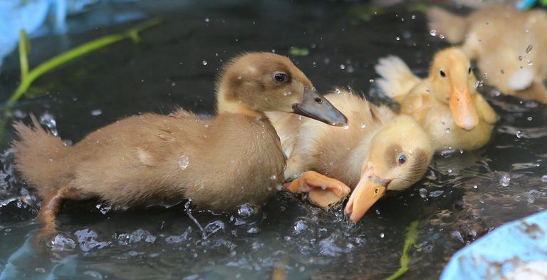 Ducks in Pond - 5D3_4050_resize.jpg