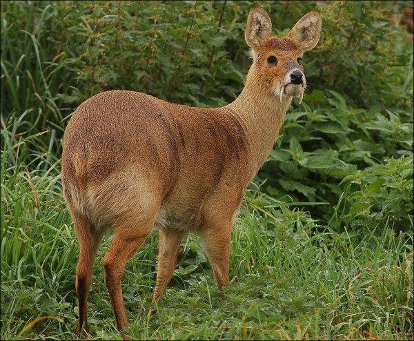 venado-de-agua-2.jpg