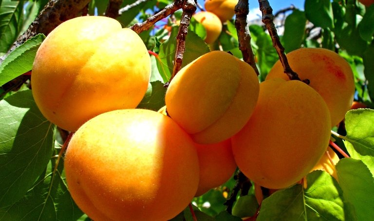 Apricot Fruits.jpg