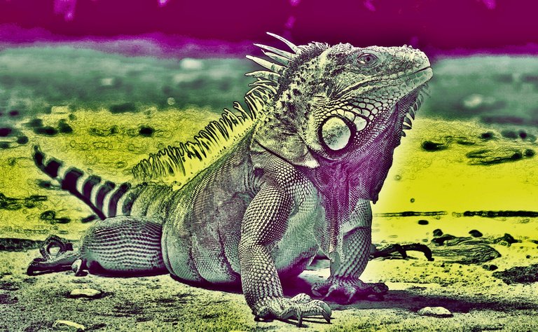 iguana4.jpg