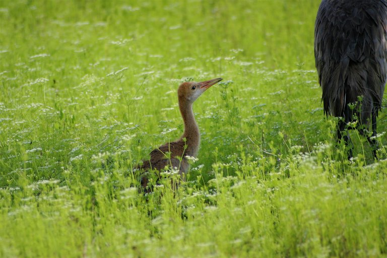 baby crane best 3.jpg