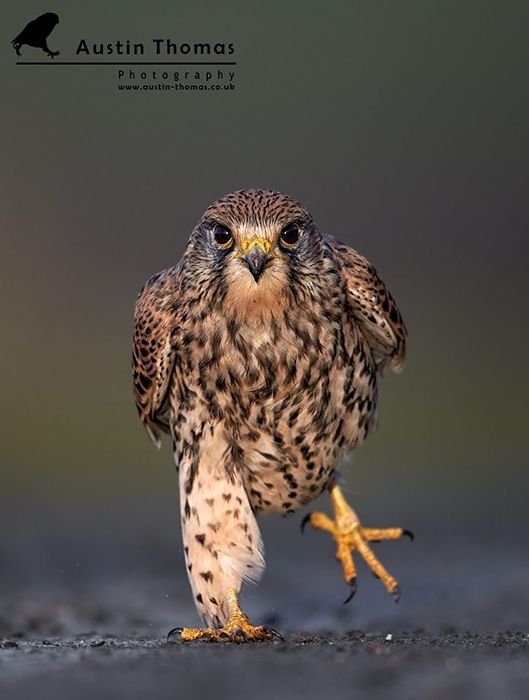 Top-14-Best-Bird-Photographers-in-the-World-Austin-Thomas-20151DXrunatcamera960wWeb.jpg