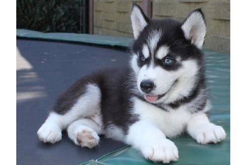 Machos-y-Hembras-Lobo-Siberiano-Cachorros_3.jpg