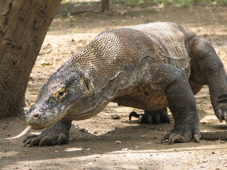 Komodo-Dragon-900x675.jpg