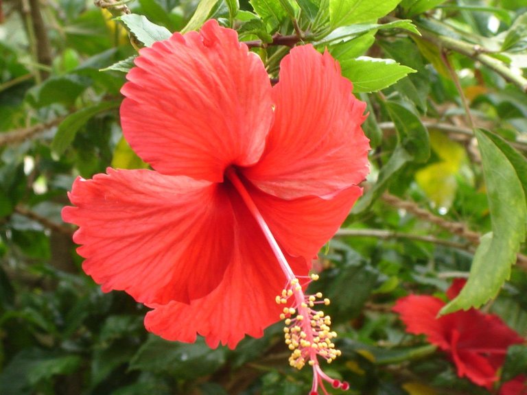 Red_Hibiscus_in_Chennai_during_Spring.JPG