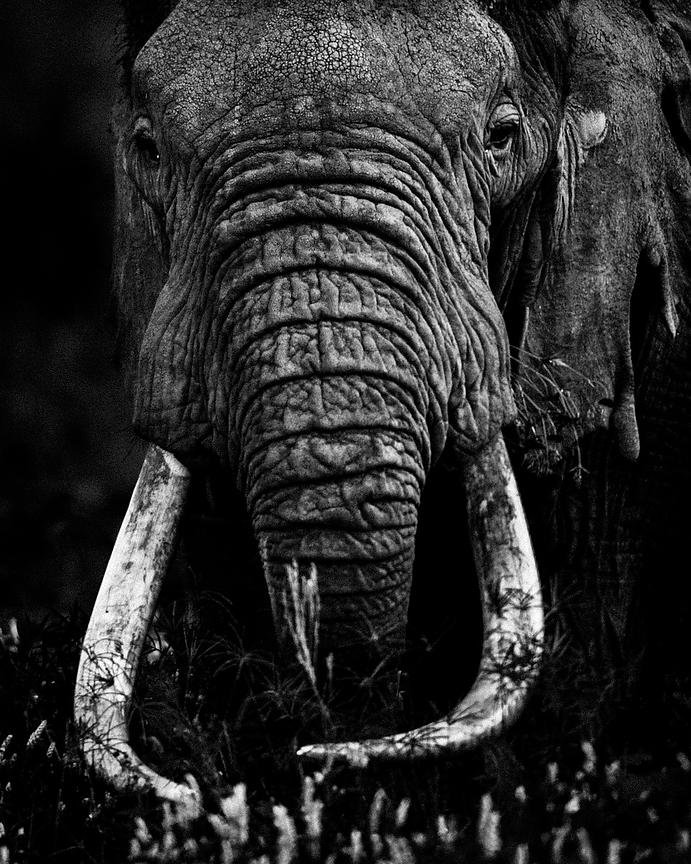 5394-Elephant_eating_grass_Laurent_Baheux_xgaplus.jpg