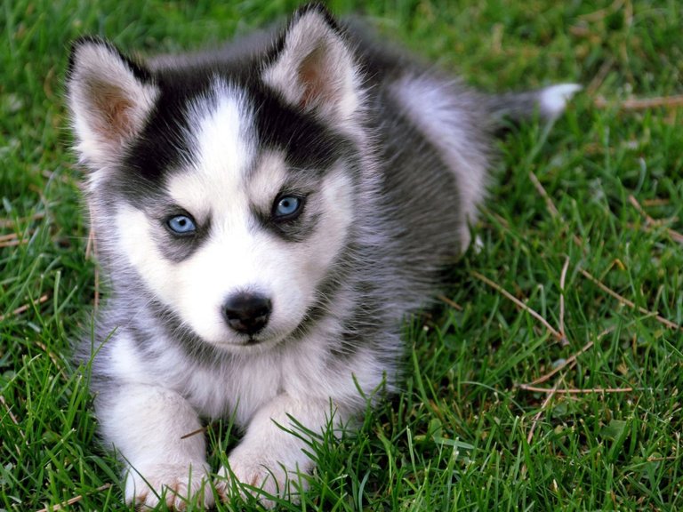 cachorro-de-husky-siberiano.jpg