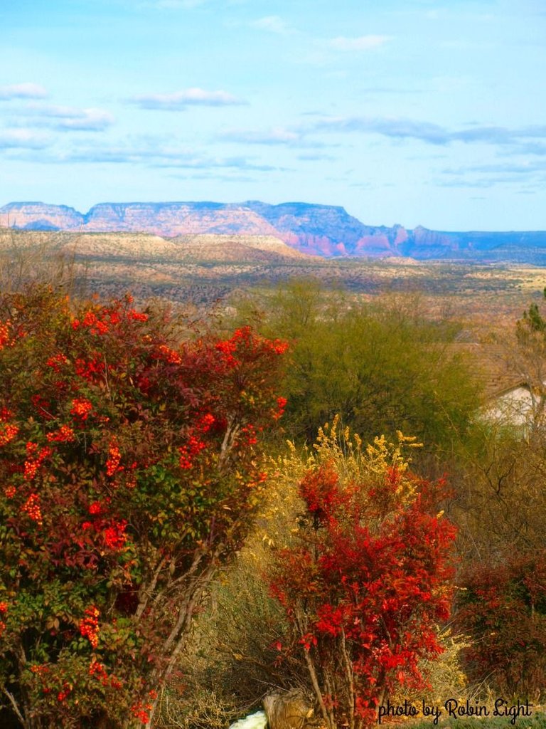 photo by Robin Light Clarkdale park.jpg