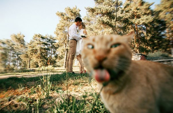 funny-cat-photobombs.jpg