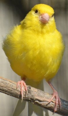 canary.jpg