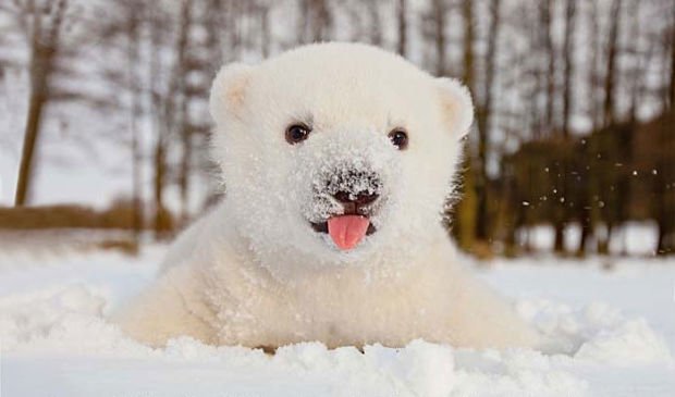 baby-polar-bear-snow-cute-animals-pictures-pics.jpg