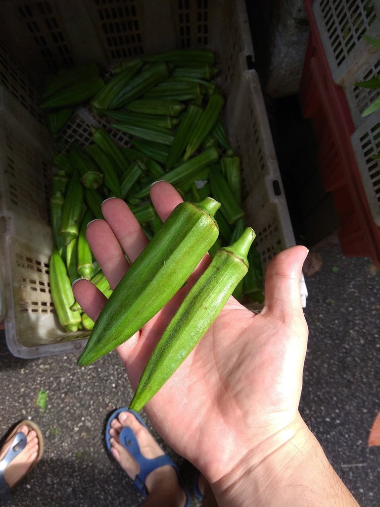 Okra.jpg