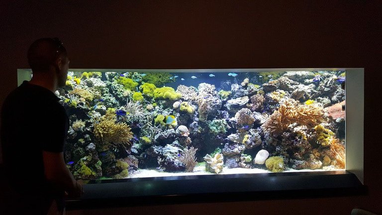 Aquarium 5.jpg