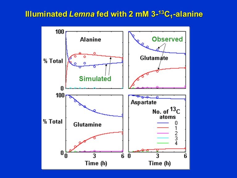 PlantMetabolicFluxAnalysis8.jpg