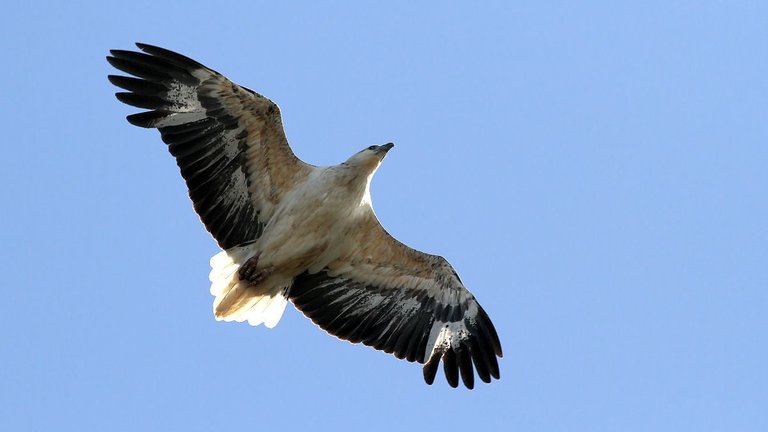 White-bellied Sea-eagle BY Tas 2017-10-09.jpg