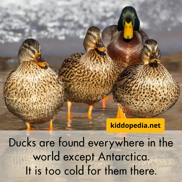 4 duck.png