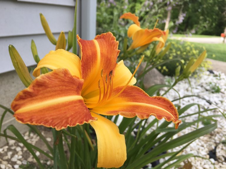 Day Lillies 2.jpg