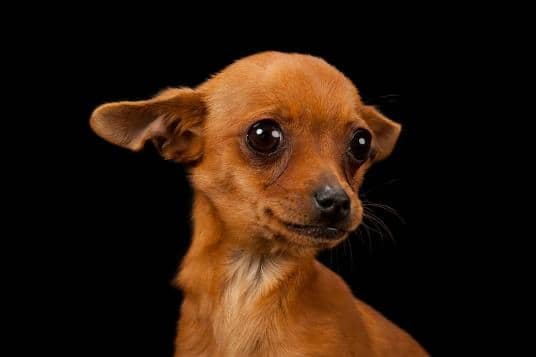 01-waq-dogs-and-storms-NationalGeographic_1468936.adapt.536.1.jpg